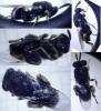 Brachymeria sp.